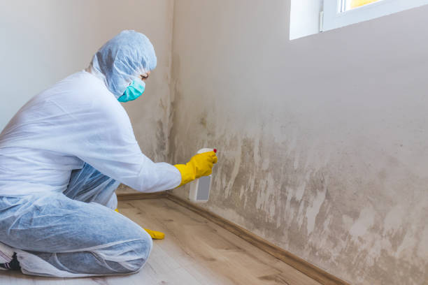 Licensed Black Mold Remediation service in Spring Branch, TX - Mold Remediation HQ